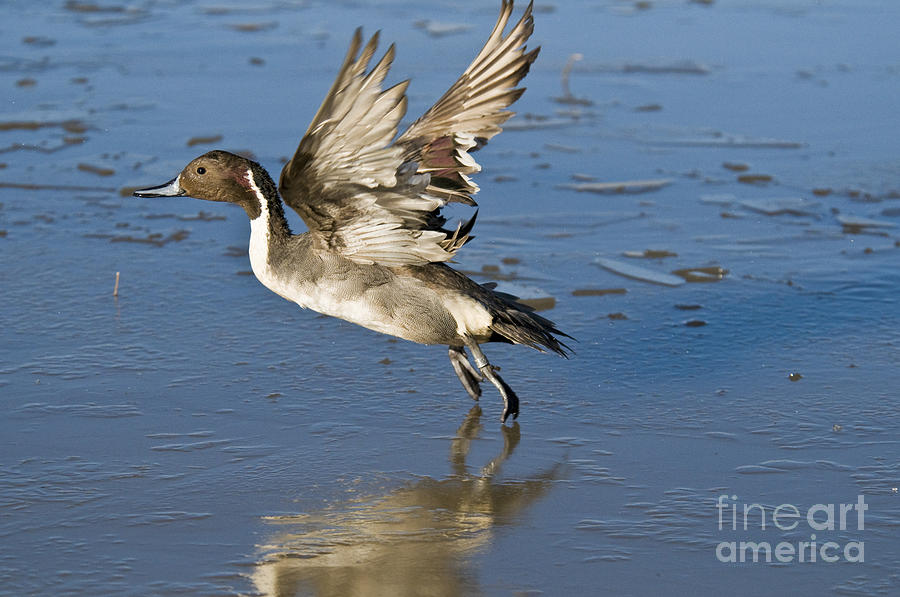 Northern Pintail Drake Taking Off #2 Photograph by William H. Mullins