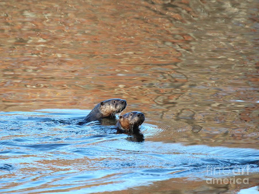 Northern River Otter #2 Photograph by Jack R Brock