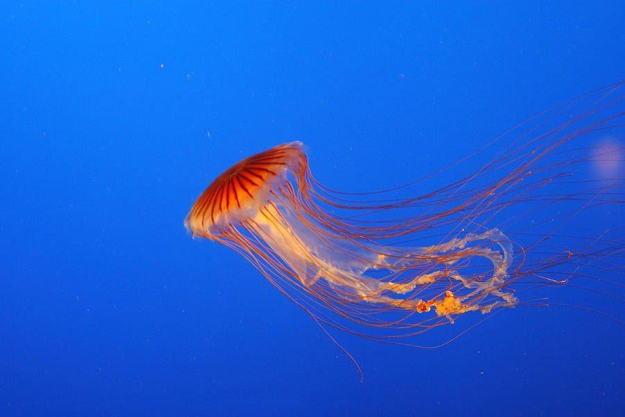 Northern Sea Nettle Photograph by M. Watson - Fine Art America