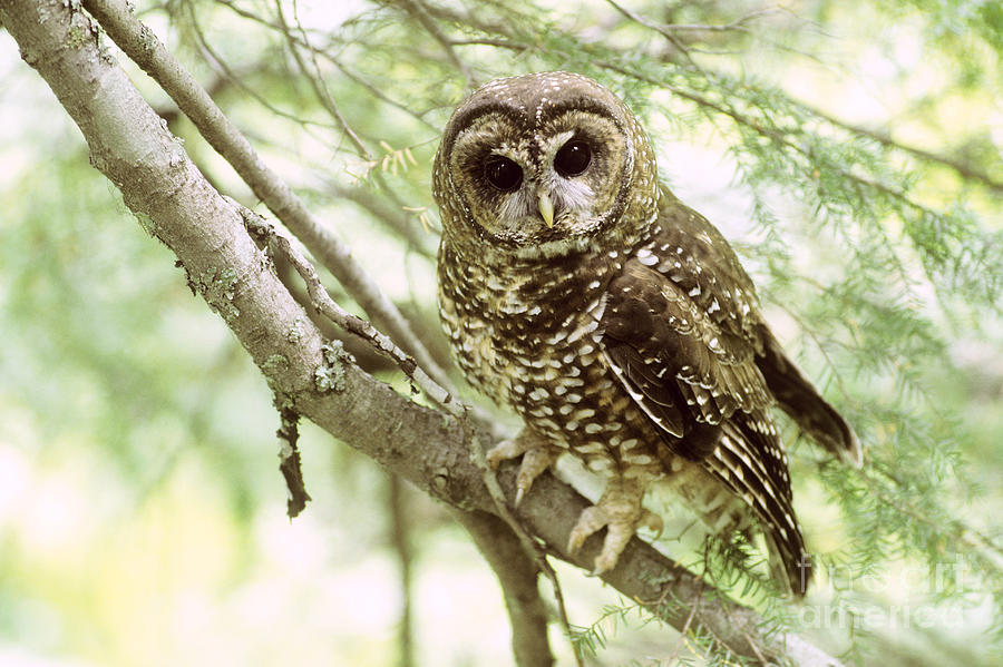Northern Spotted Owl #2 Photograph by Art Wolfe