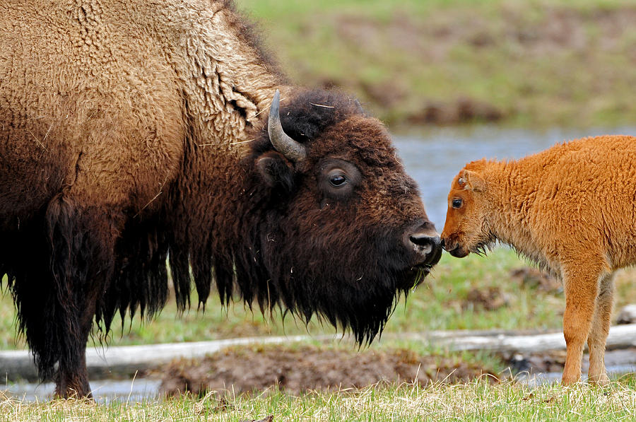 Yellowstone National Park Photograph - Nose to Nose #2 by Sandy Sisti