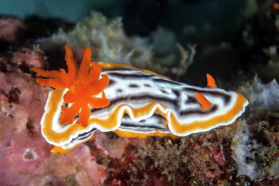 Wildlife Photograph - Nudibranch #2 by Ethan Daniels