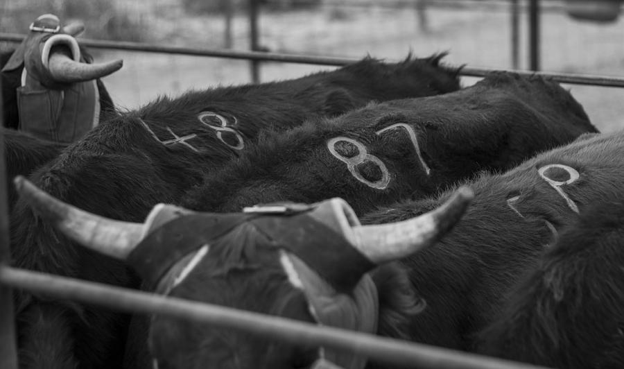 Bull Photograph - Numbered by Amber Kresge