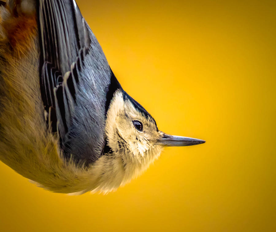 Nuthatch #2 Photograph by Brian Stevens