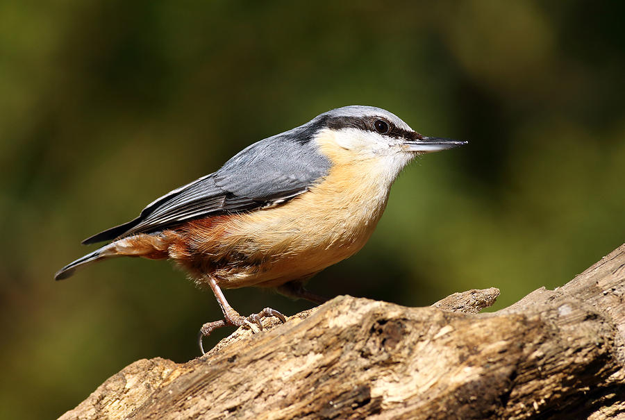 Nuthatch #2 Photograph by Grant Glendinning
