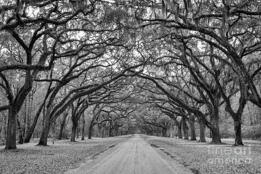 Oak Lined Avenue Wormsloe Plantation Savannah Georgia #2 Photograph by Dawna Moore Photography