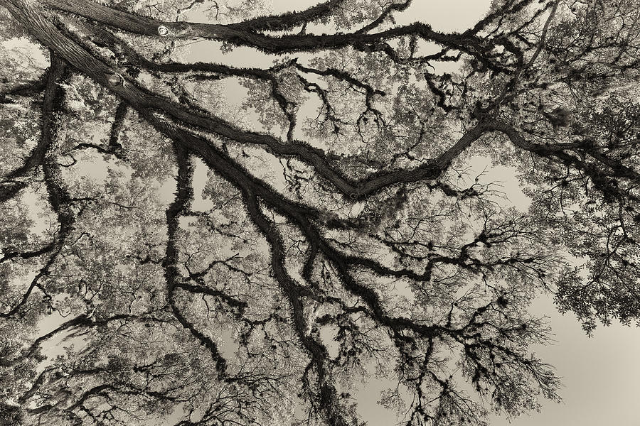 Oak Tree #2 Photograph by Raul Rodriguez