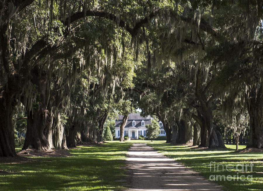 Oakland Plantation House in Mount Pleasant South Carolina #2 Photograph by David Oppenheimer