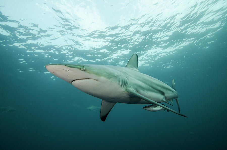 Oceanic Black-tip Shark (carcharhinus Photograph By Pete Oxford 