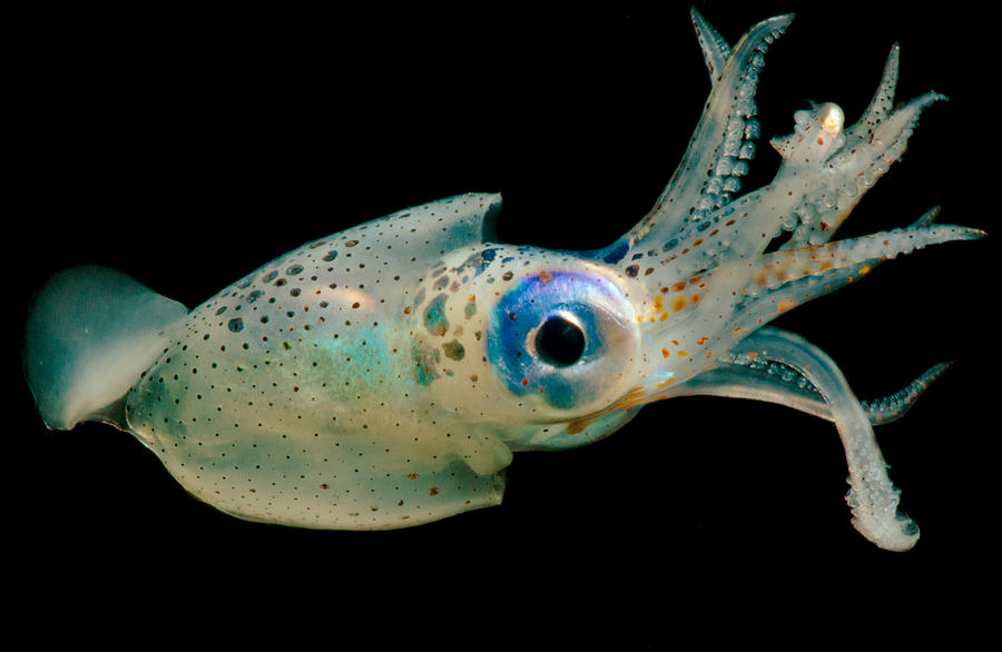 Oceanic Squid Walvisteuthis Jeremiahi #2 Photograph by Dant Fenolio