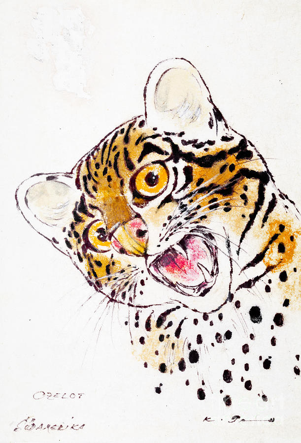 Ocelot Drawing by Kurt Tessmann | Fine Art America