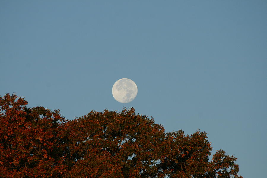 Nature Photograph - October Moon  #2 by Neal Eslinger