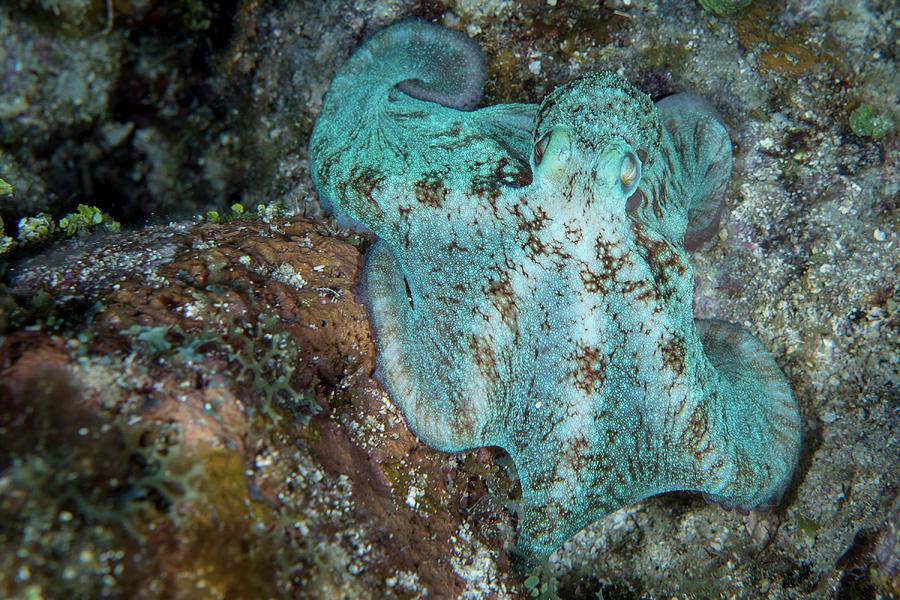 Octopus On A Night Dive In Roatan #2 Photograph by Brandi Mueller
