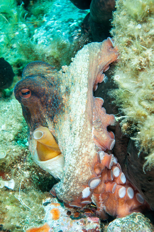 Octopus #2 Photograph by Roy Pedersen