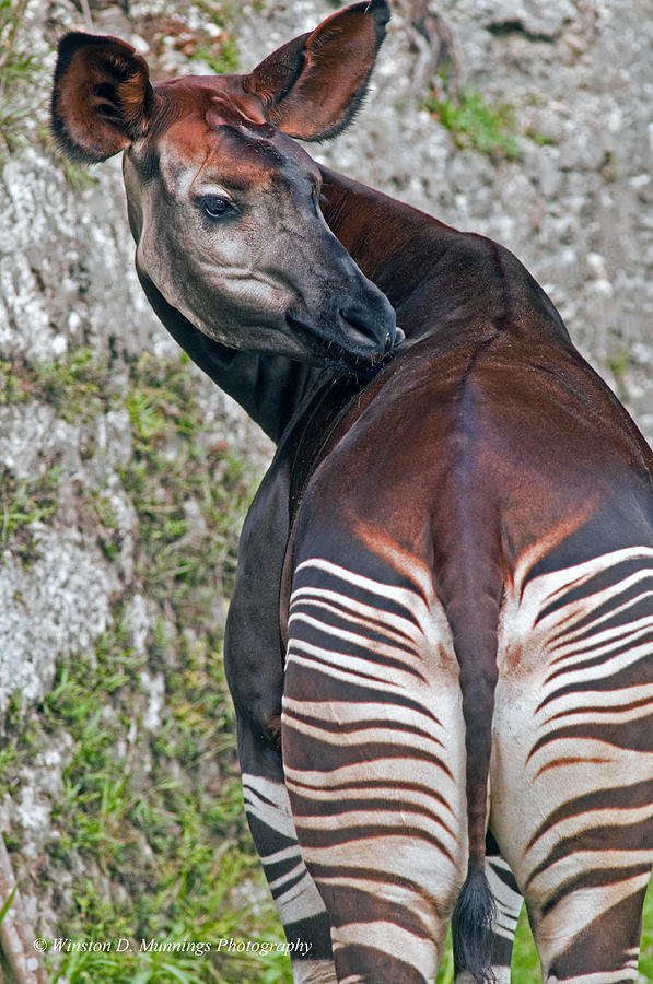 Okapi #2 Photograph by Winston D Munnings