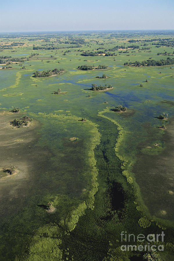 Okavango Delta #2 Photograph by Gregory G. Dimijian, M.D.