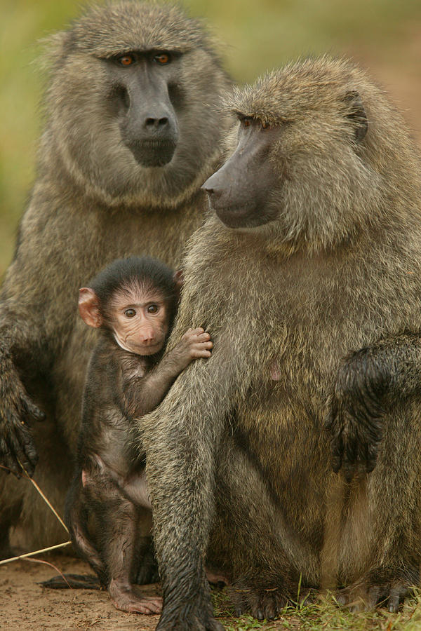 Olive Baboons #2 Photograph by Jean-Michel Labat