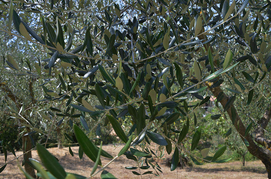 Olive Branch Photograph by Dany Lison
