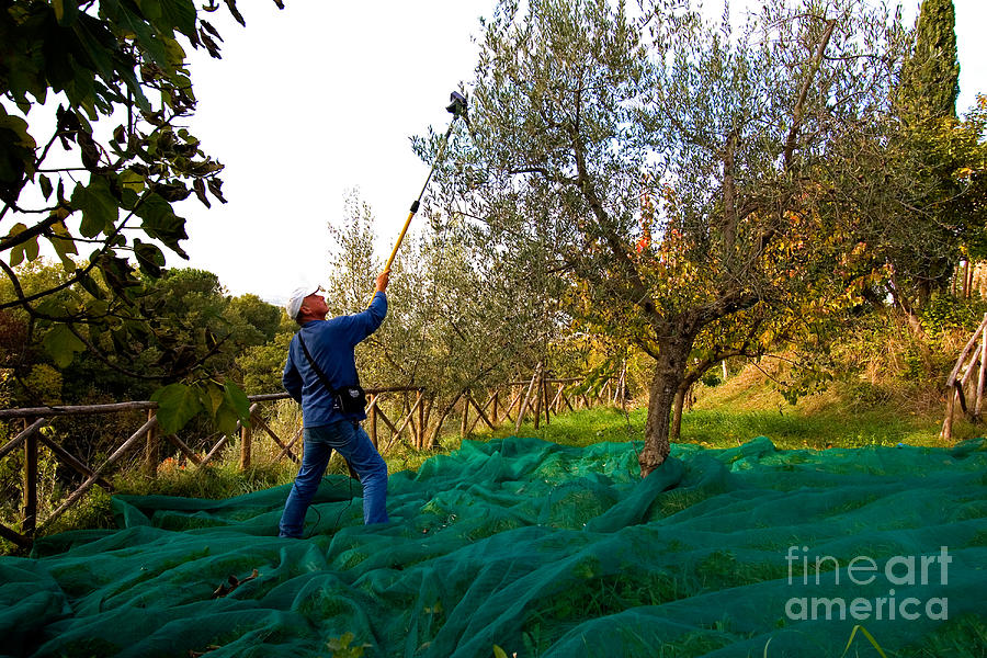 Fruit Photograph - Olive Harvest, Italy #2 by Tim Holt
