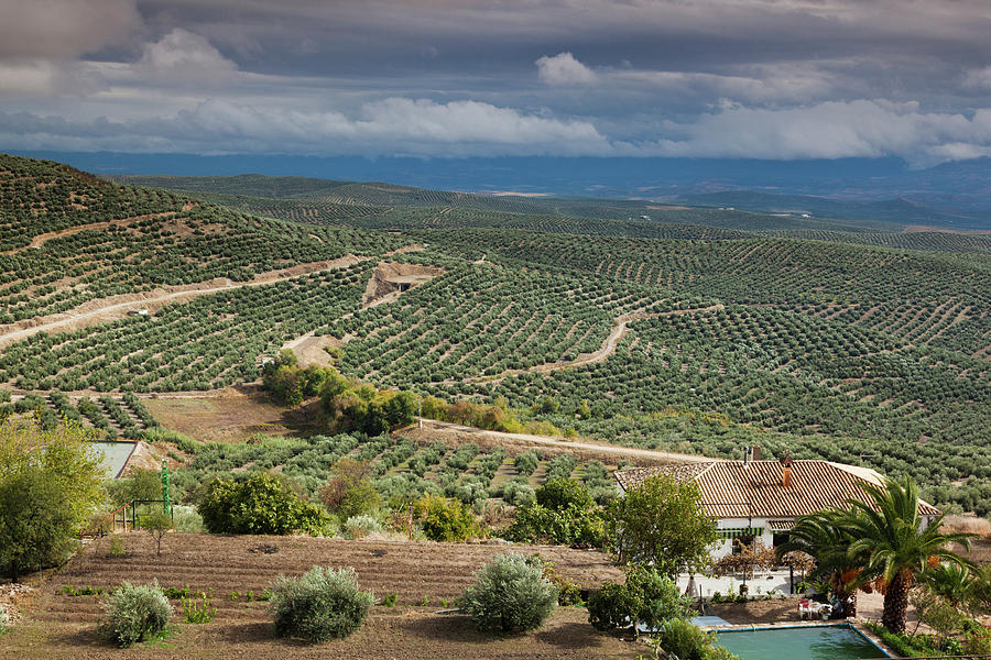 Olive Trees In A Field, Ubeda, Jaen #2 Photograph by Panoramic Images