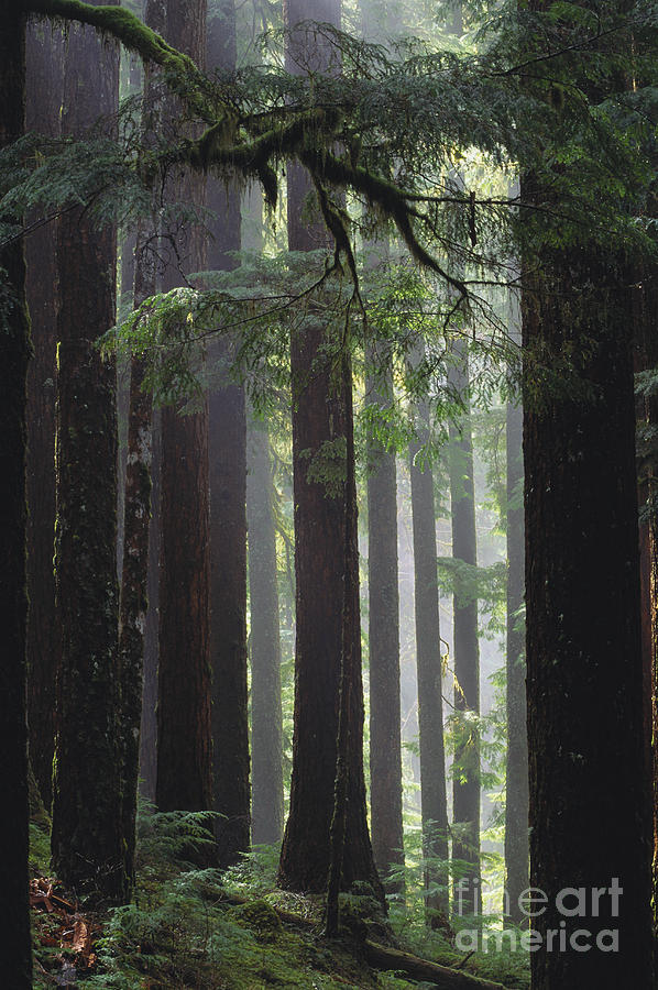 Olympic National Park #2 Photograph by Art Wolfe