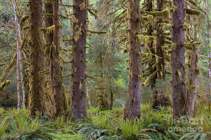 Olympic National Park #2 Photograph by John Shaw