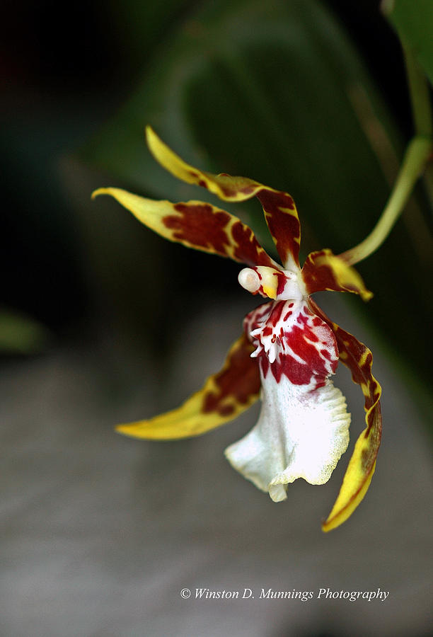 Oncidium Orchid #2 Photograph by Winston D Munnings