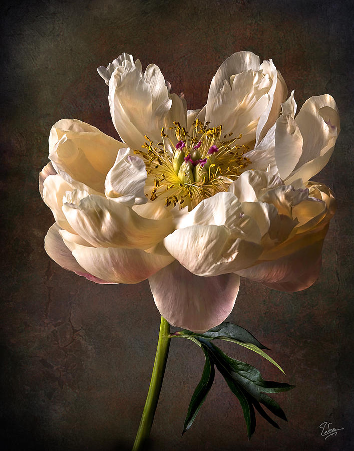 Open Peony #1 Photograph by Endre Balogh