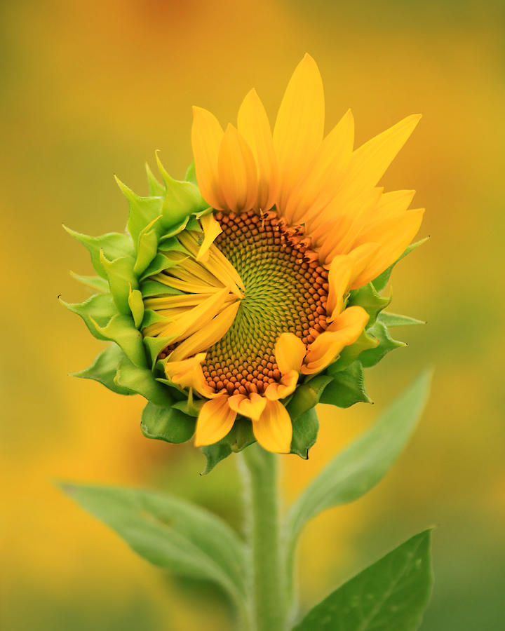 Opening sunflower Photograph by Carolyn Derstine