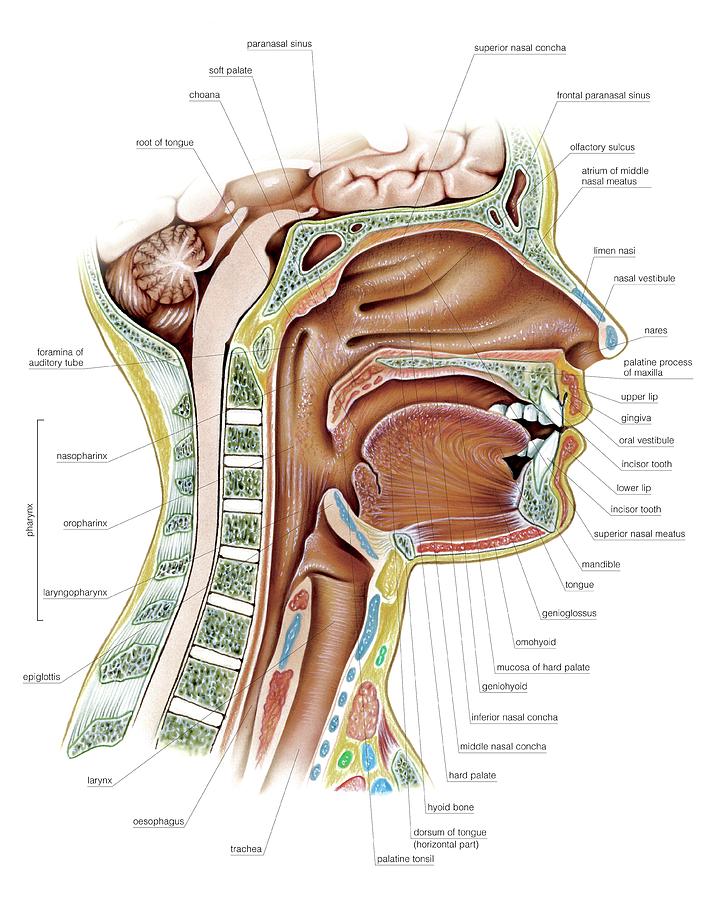 Oral Cavity And Pharynx Photograph By Asklepios Medical Atlas Fine