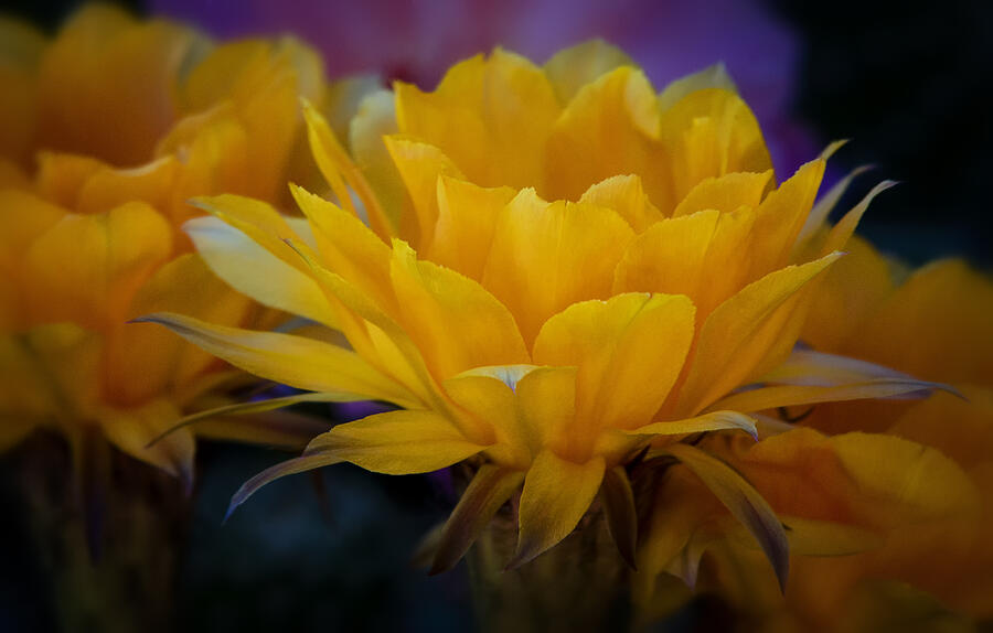 Nature Photograph - Orange Cactus Flowers  #2 by Saija Lehtonen