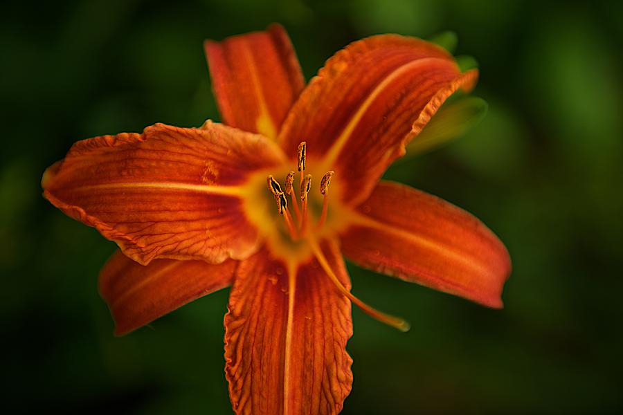 Orange Flower #2 Photograph by Prince Andre Faubert