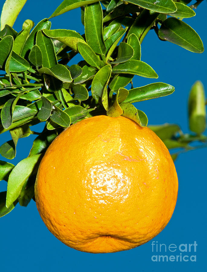 Orange Fruit Growing On Tree Photograph by Millard H. Sharp