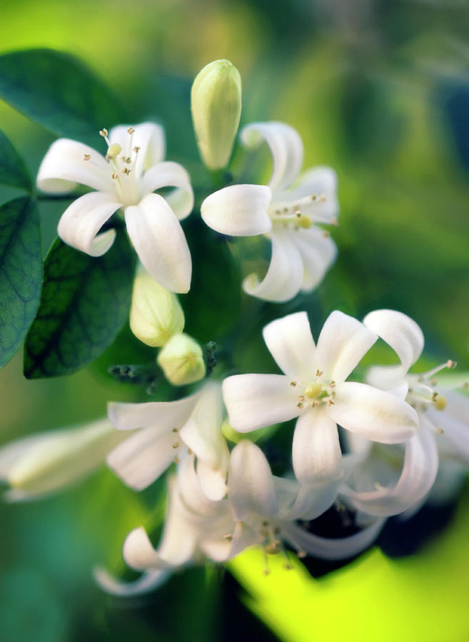 Orange Jessamine Photograph - Orange Jessamine (murraya Paniculata) by Maria Mosolova/science Photo Library Orange Jessamine Photograph - Orange Jessamine (murraya Paniculata) by Maria Mosolova/science Photo Library