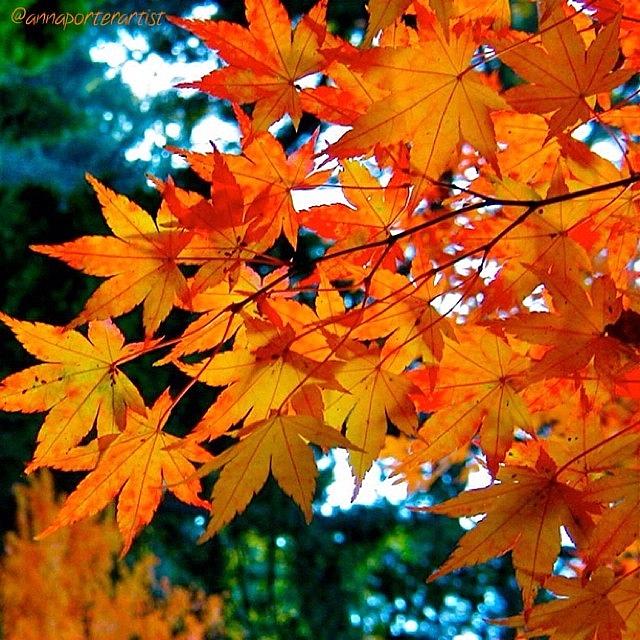 Fall Photograph - Orange Maple Leaves #1 by Anna Porter