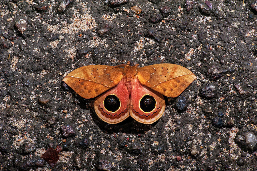 Orange Moth #2 Photograph by Leonarco Merçon - Fine Art America