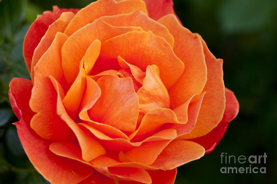 Orange Rose #2 Photograph by Brian Jannsen