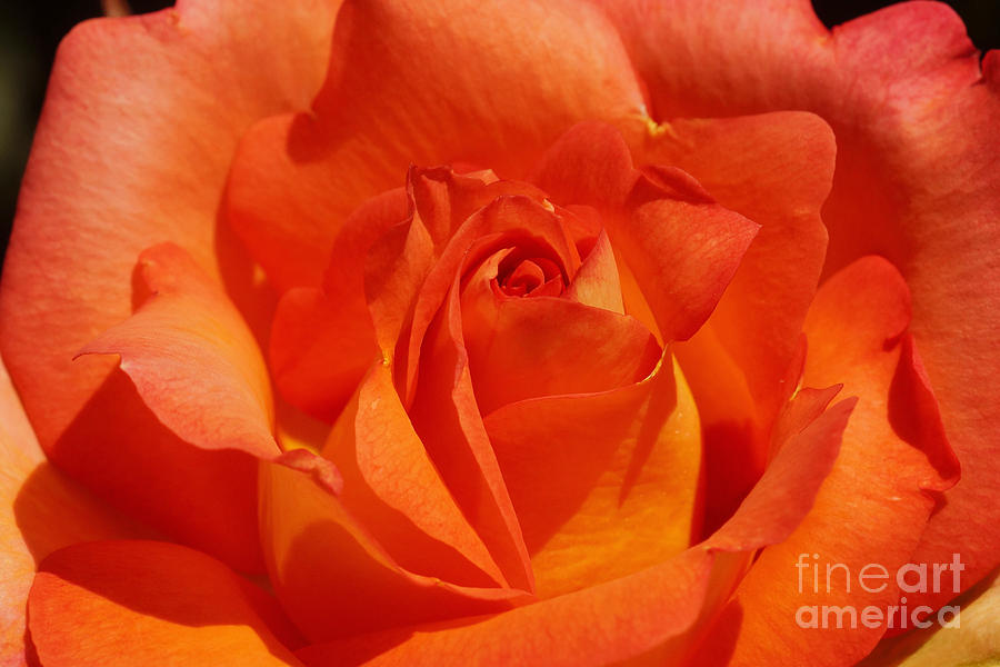 Orange Rose 1 Photograph by Rudi Prott