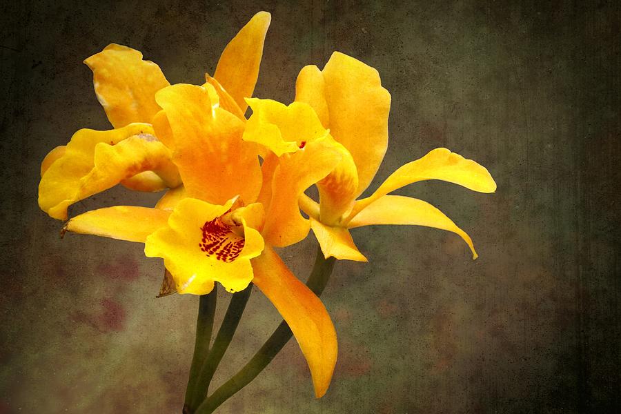 Nature Photograph - Orange Spotted Lip Cattleya orchid #1 by Rudy Umans