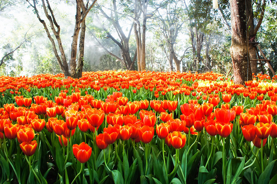 Flower Photograph - Orange Tulip #2 by Chaiyaphong Kitphaephaisan