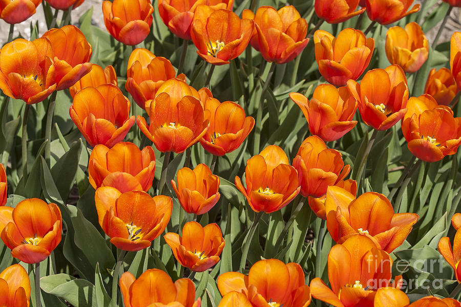 Orange tulips field Photograph by Patricia Hofmeester