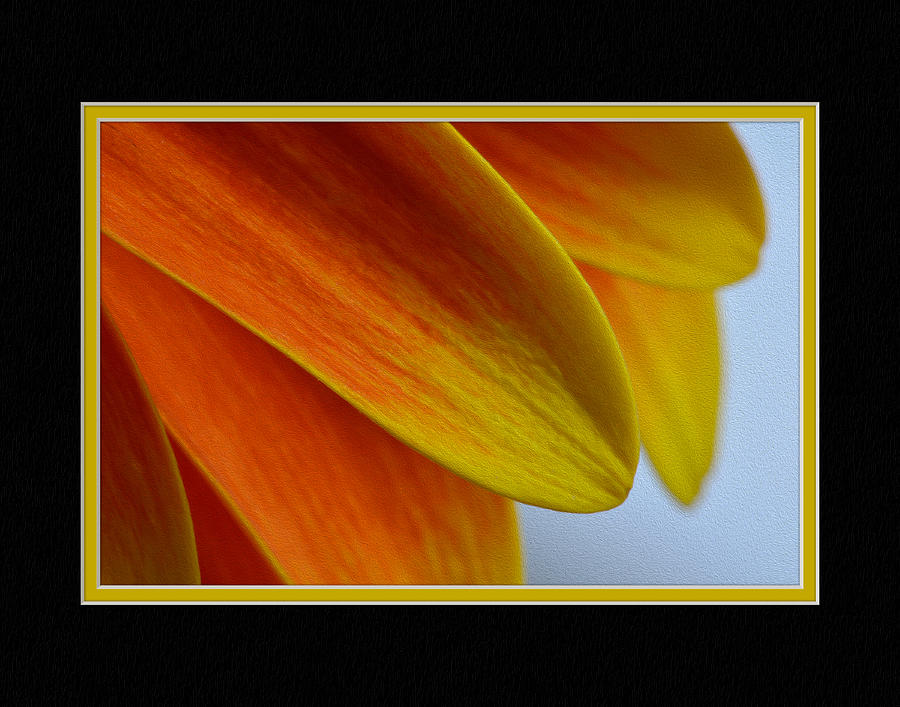 Orange/yellow Gerbera Close-up Photograph
