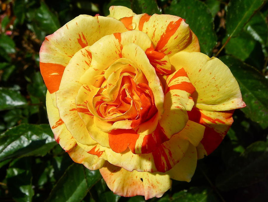 Oranges and Lemons Rose Photograph by Denise Mazzocco
