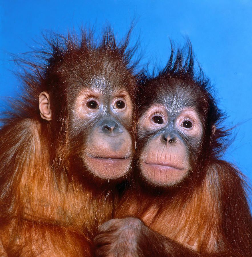Orangutan Pongo Pygmaeus Babies #5 Photograph by Toni Angermayer