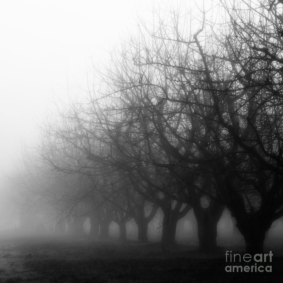 Orchard in Fog #2 Photograph by Rebecca Cozart