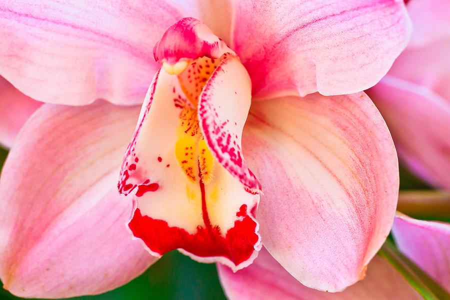 Orchid #3 Photograph by Ben Graham