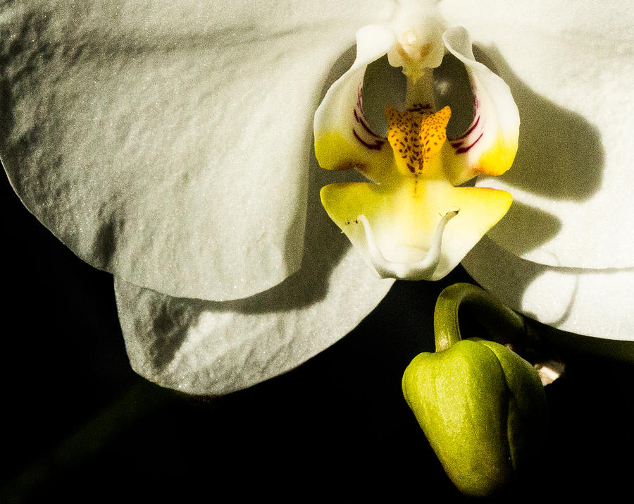 Orchid #2 Photograph by Cathy Donohoue