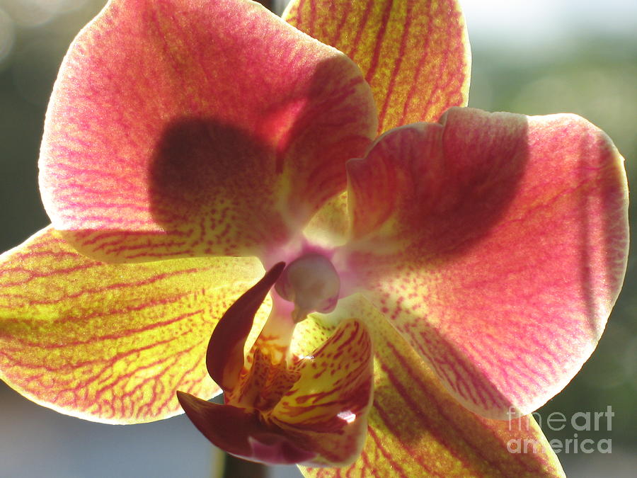 Orchid Photograph by Christiane Schulze Art And Photography