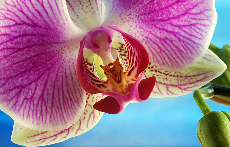 Pink Orchid flower details Photograph by Michalakis Ppalis