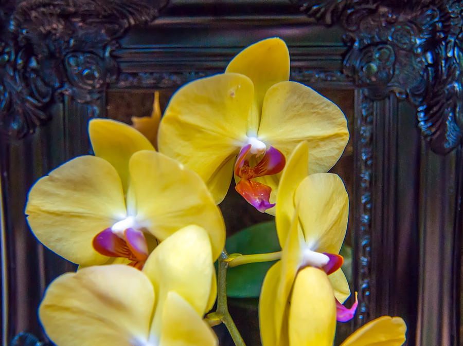 Orchid Flowers Growing Through Old Wooden Picture Frame #2 Photograph by Alex Grichenko